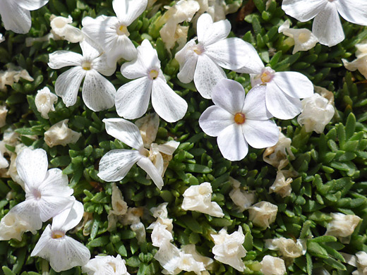 Cushion Phlox; White, five-lobed flowers of phlox pulvinata, along the Porphyry Basin Trail, San Juan Mountains, Colorado
