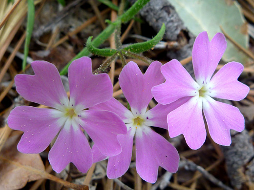 Showy Phlox; Three flowers of phlox speciosa, along the Thomas Point Trail, Sedona, Arizona
