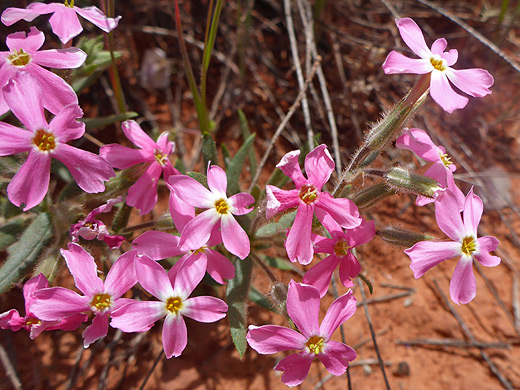 Cold-Desert Phlox; Pink flowers - phlox stansburyi along the Woods Canyon Trail, Sedona, Arizona