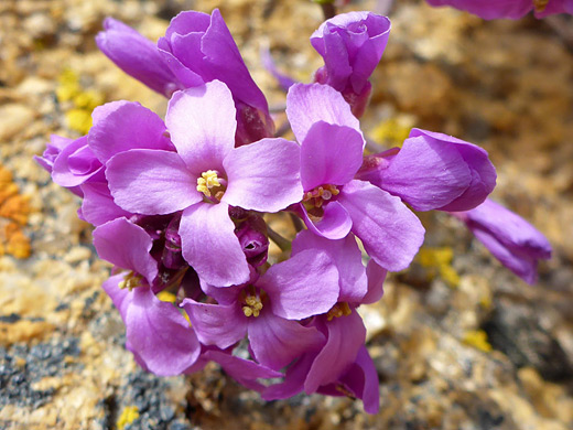 Daggerpod; Compact flower cluster; phoenicaulis cheiranthoides, Alabama Hills, California