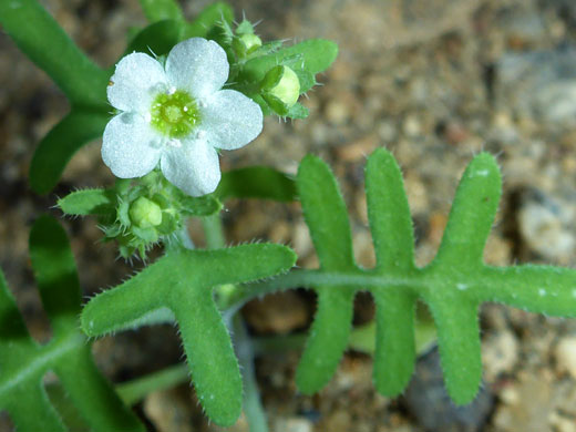 White Fiesta Flower; Pholistoma membranaceum, Anza Borrego Desert State Park, California
