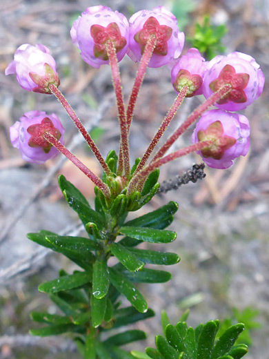 Pink Mountain-Heath; Flowers and leaves of phyllodoce empetriformis, along the Titcomb Basin Trail, Wind River Range, Wyoming