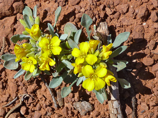 Chambers' Twinpod; Two small plants of physaria chambersii (Chambers twinpod), along the Broken Arrow Trail, Sedona, Arizona