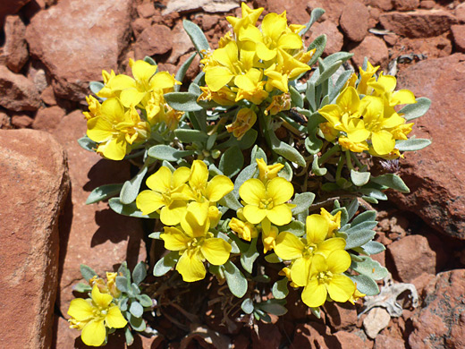 Basin Bladderpod; Leaves and flowers of physaria cinerea, Margs Draw Trail, Sedona, Arizona