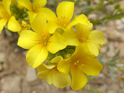 Fendler's Bladderpod; Four-petaled yellow flowers - physaria fendleri along the Dome Trail in Big Bend Ranch State Park, Texas