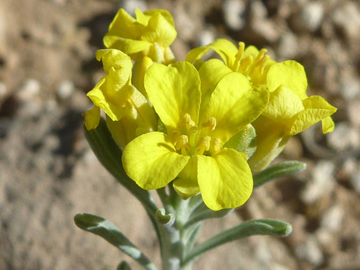 Mid Bladderpod; Yellow flowers of physaria intermedia, near Desert View, Grand Canyon National Park, Arizona