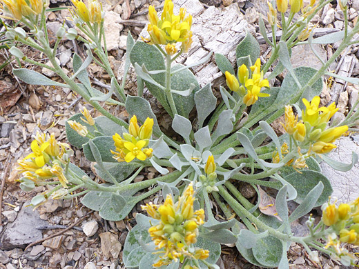 King Bladderpod; Physaria kingii at Mountain Springs Peak in Red Rock Canyon National Conservation Area, Nevada