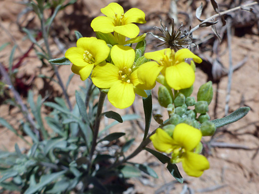 Louisiana Bladderpod; Flowers and buds of physaria ludoviciana in White Canyon, Natural Bridges National Monument, Utah