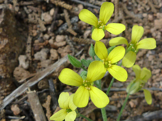 Straight Bladderpod; Physaria rectipes along the Tsankawi Trail, Bandelier National Monument, New Mexico