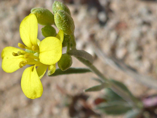 Moapa Bladderpod; Physaria tenella (Moapa bladderpod), Estrella Mountain Regional Park, Arizona