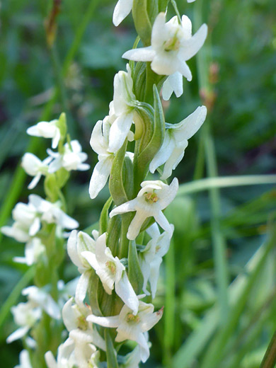 White Bog Orchid; Flower stalk of the white bog orchid (plantanthera dilatata), Uinta Mountains, Utah