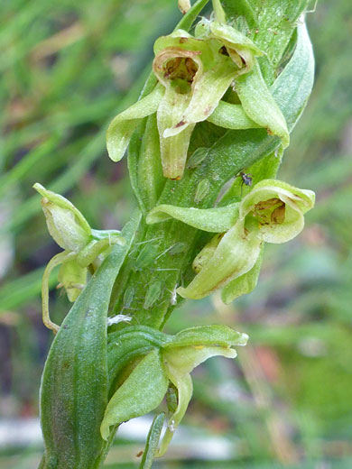 Green Bog Orchid; Platanthera huronensis (green bog orchid), Shooting Star Creek, Ramparts Trail, Cedar Breaks National Monument, Utah