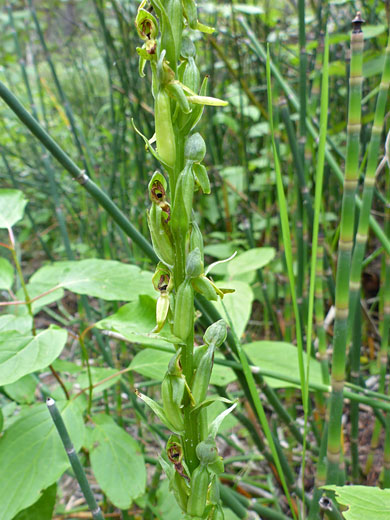 Intermountain Bog Orchid; Platanthera tescamnis (intermountain bog orchid), Sand Creek, Escalante, Utah