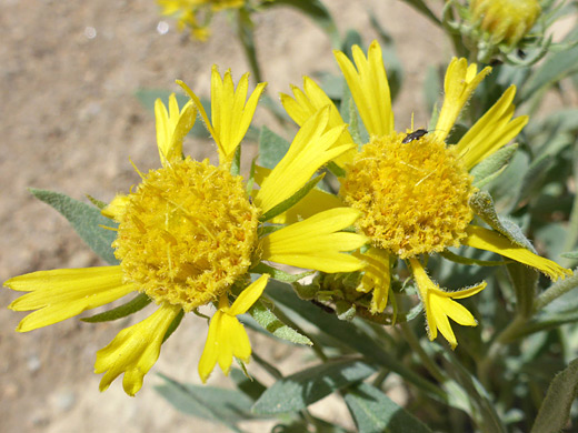 Basin Daisy; Two yellow flowerheads of platyschkuhria integrifolia, Buckhorn Wash Road, San Rafael Swell, Utah