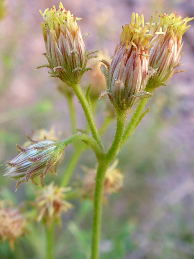 Bush Arrowleaf; Four flowerheads; pleurocoronis pluriseta, Titus Canyon, Death Valley National Park, California
