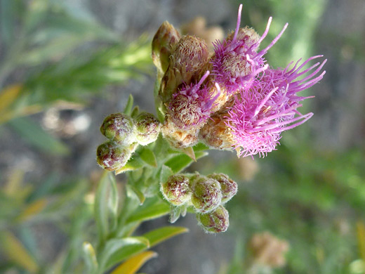 Arrow Weed; Pink flowers of pluchea sericea, in Tubb Canyon, Anza Borrego Desert State Park, California