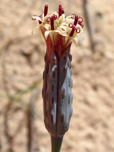 Odora; Porophyllum gracile (odora), Whitney Pocket, Nevada
