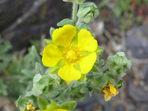 Branched Cinquefoil; Potentilla effusa along the Mosca Pass Trail in Great Sand Dunes National Park, Colorado