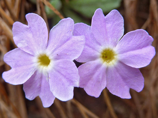 Cave Primrose; Flowers and leaves of primula specuicola; Stillwater Canyon, Green River, Utah