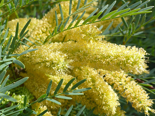 Honey Mesquite; Prosopis glandulosa var torreyana, Oasis of Mara, Joshua Tree National Park, California