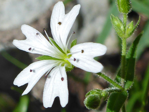 Sticky Starwort; Pseudostellaria jamesiana (sticky starwort), Brown Creek Trail, Great Basin National Park, Nevada