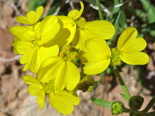 Greenstem Paper Flower; Yellow flowers of psilostrophe sparsiflora, in Tanner Wash, Arizona