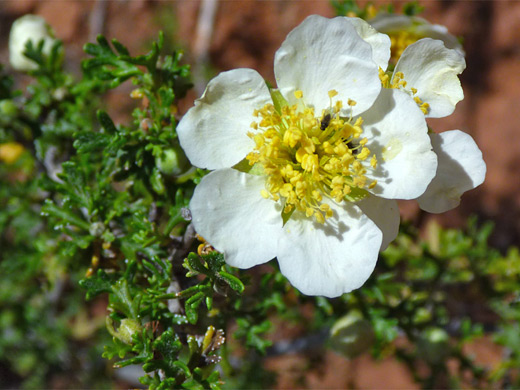 Cliff Rose; White-petaled flower of purshia stansburiana (cliff rose), Broken Arrow Trail, Sedona, Arizona