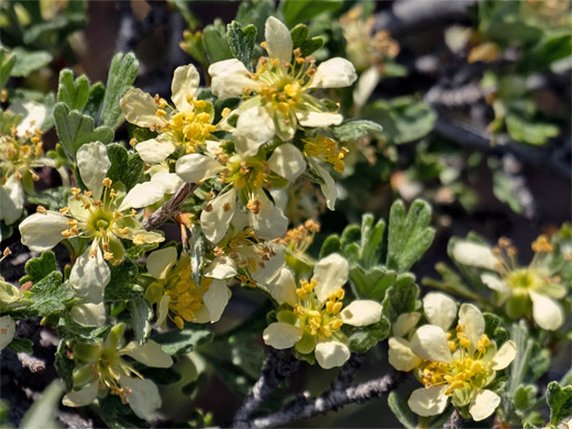 Bitterbrush; Purshia tridentata (bitterbrush), Park City, Utah