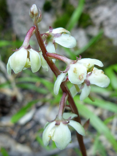 White Veined Wintergreen; Pyrola picta along the Crater Peak Trail, Crater Lake National Park, Oregon