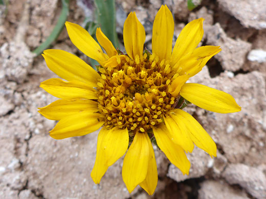 Tranquil Goldenweed; Pyrrocoma clementis (tranquil goldenweed), Ramparts Trail, Cedar Breaks National Monument, Utah
