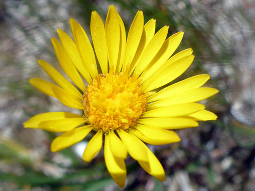 Plantain Goldenweed; Yellow flowerhead of pyrrocoma uniflora var uniflora; Rabbit Creek, Yellowstone National Park, Wyoming