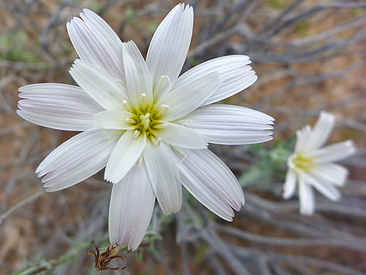Desert Chicory; Overlapping petals of rafinesquia neomexicana, desert chicory - near Little Finland, Nevada
