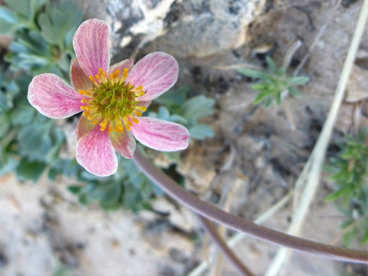 Anderson's Buttercup; Ranunculus andersonii (Anderson's buttercup); Yellow Rock, Grand Staircase-Escalante National Monument, Utah