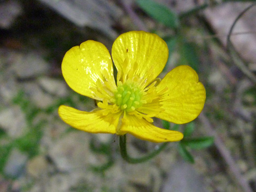 Western Buttercup; Ranunculus occidentalis, Divide Road, near Jedediah Smith Redwoods State Park, California