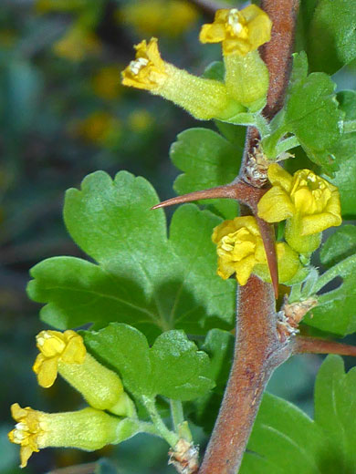 Oak Gooseberry; Ribes quercetorum (oak gooseberry), Mt Ajo, Organ Pipe Cactus National Monument, Arizona