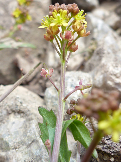 Blunt-Leaved Yellowcress; Buds and flowers - rorippa curvipes, Titcomb Basin Trail, Wind River Range, Wyoming