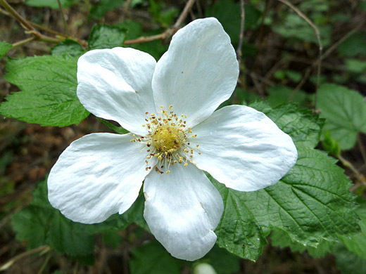 New Mexico Raspberry; Five-petaled white flower of rubus neomexicanus, along the Long Canyon Trail, Sedona, Arizona