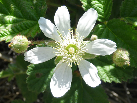 California Blackberry; White flower - rubus ursinus (California blackberry), along the trail to Gaviota Peak in Gaviota State Park