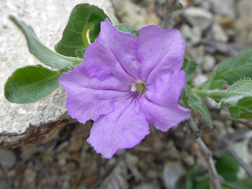 Parry's Wild Petunia; Purple, five-lobed corolla of ruellia parryi, along the Ward Spring Trail in Big Bend National Park, Texas