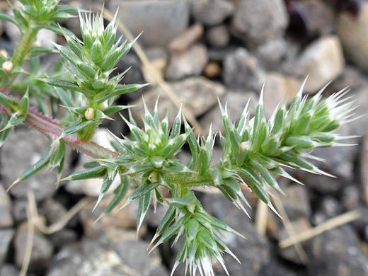 Prickly Russian Thistle; Stem and spiny leaves - salsola tragus at Wetherill Mesa, Mesa Verde National Park, Colorado