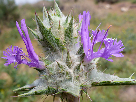 Thistle Sage; Two flowers and many spiny bracts; salvia carduacea, Lava Falls, California