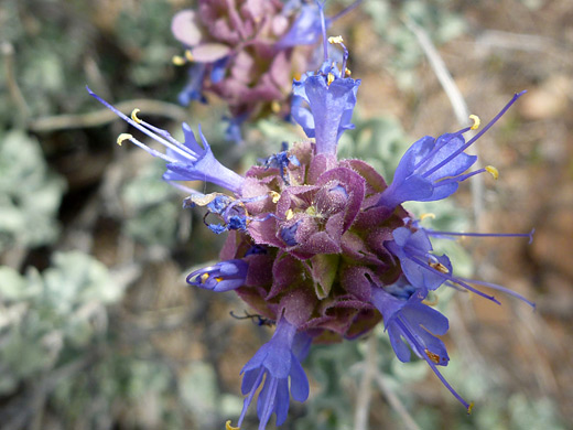 Blue Sage; Flowers and bracts of salvia dorrii (blue sage), Grand Canyon National Park