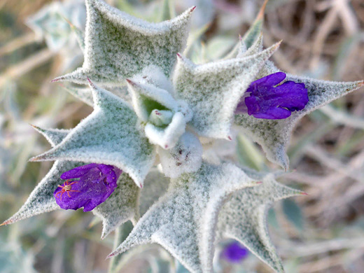 Death Valley Sage; Two purple flowers, and densely hairy leaves; salvia funerea, Titus Canyon, Death Valley National Park, California