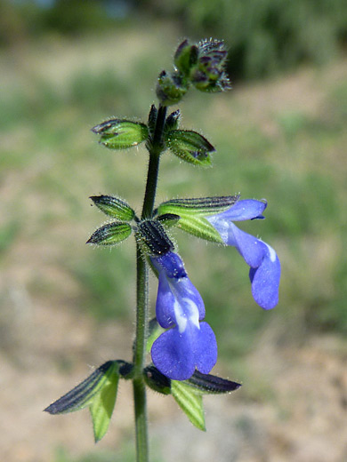 Sawtooth Sage; Salvia subincisa along the Main Loop Trail, Bandelier National Monument, New Mexico