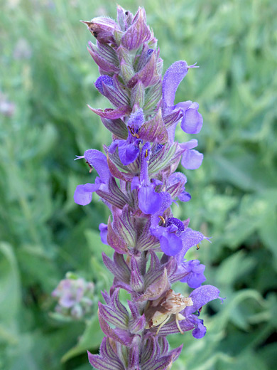 Woodland Sage; Blue-purple flowers and bracts of salvia sylvestris, Yellowstone River, Gardiner, Wyoming