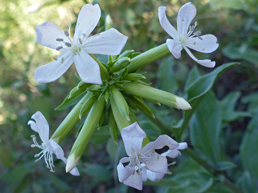 Common Soapwort; White flowers of saponaria officinalis - Timpooneke Trail, Mt Timpanogos, Utah