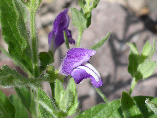 Mexican Skullcap; Two flowers of scutellaria platyphylla, along Lower Fish Creek, Superstition Mountains, Arizona