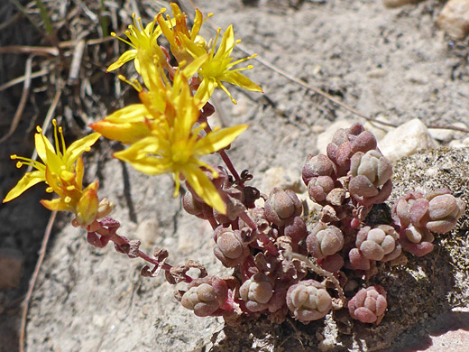 Orpine Stonecrop; Leaves and flowers of sedum debile, Notch Mountain Trail, Uinta Mountains, Utah