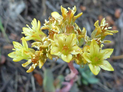 Broadleaf Stonecrop; Pale yellow flowers of sedum spathulifolium, Yosemite National Park, California