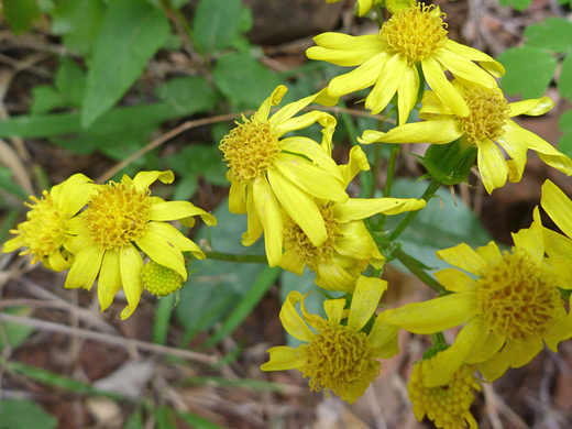 Arizona Ragwort; Yellow flowers of senecio arizonicus, along the Long Canyon Trail, Sedona, Arizona